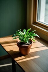 Fototapeta premium there is a small plant sitting on a table in front of a window