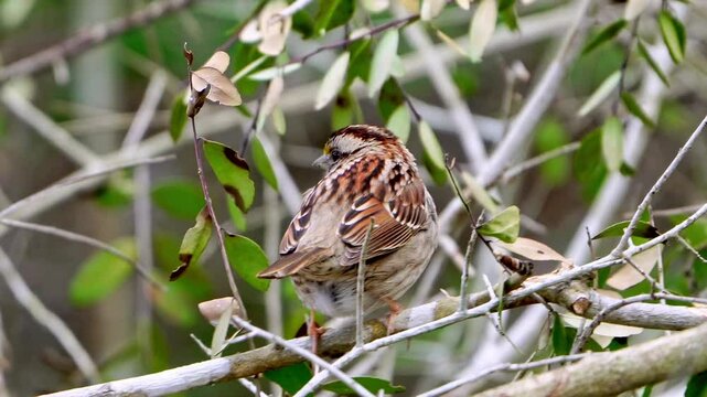 This close-up video captures the adorable and colorful details of a White-throated Sparrow nestled within forest brush. Observe the intricate patterns and vibrant hues of this charming little bird as 