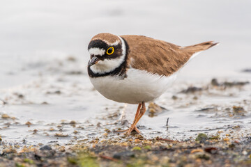 Little ringed plover (Charadrius dubius), bird standing on the lake shore