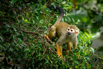 Squirrel Monkey Climbing Through Green Forest Canopy