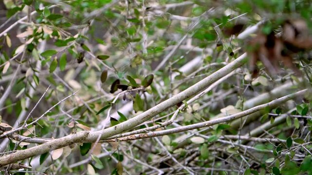 This close-up video captures the adorable and colorful details of a White-throated Sparrow nestled within forest brush. Observe the intricate patterns and vibrant hues of this charming little bird as 