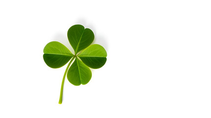 Four Leaf Clover on White Background