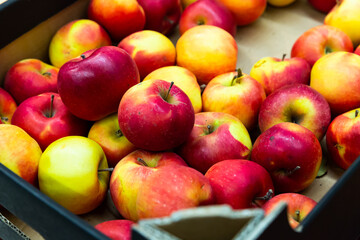 Image of fresh apples on the counter in supermarket, nobody