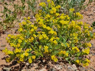 yellow flowers in the desert
