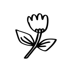 black and white tulip