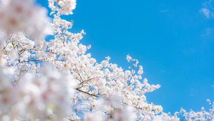 満開の桜と青空