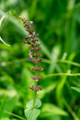A slender stalk of Coleus esculentus displays small purple and white flowers with brown bracts against a blurred green backdrop