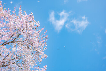満開の桜と青空