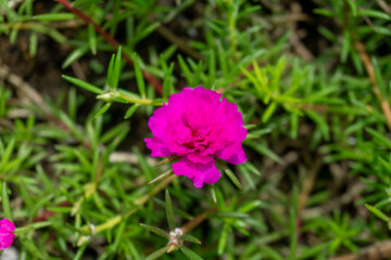 A vibrant magenta bloom of Portulaca grandiflora bursts forth amidst its small, needle-like green...