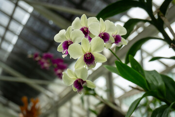 Fragrant white orchid with a striking deep purple center, gracefully hanging from its stem.
Scientific Name: Dendrobium anosmum