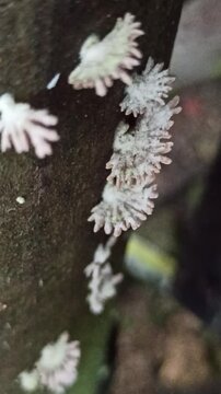 mushrooms that grow haphazardly
