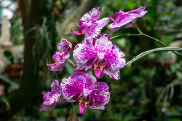 Description: Stunning Doritaenopsis orchid with vibrant magenta speckles and white edges,...