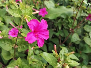 Four o'clock flowers (Mirabilis jalapa) blossom in outdoor garden 