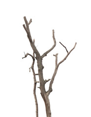 Dead tree on white background
