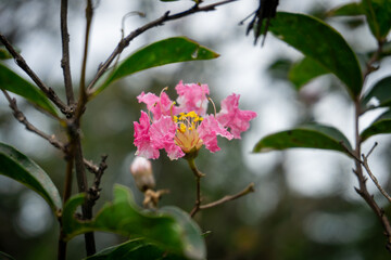A delicate pink crepe myrtle flower (Lagerstroemia indica) with yellow stamens blooms amidst green leaves and branches