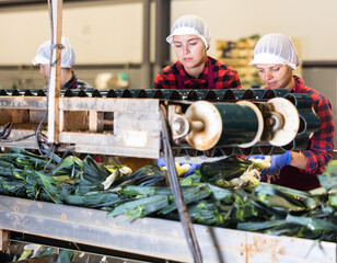 Young women farmers working at a vegetable depot sort leeks, standing near the equipment