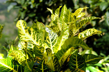 Vibrant Codiaeum variegatum, Petra croton, variegated plant leaf, leaves, garden, landscaping © Jeffrey