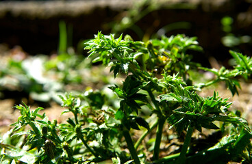 dewdrops on the grass after a rain