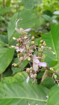 Clerodendrum infortunatum 
