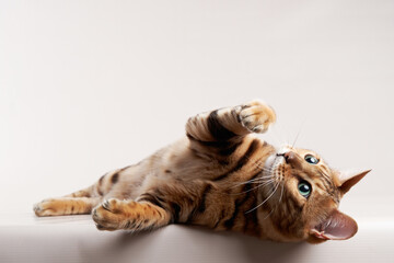 A Bengal cat playfully lies on its back, paws raised in the air, revealing its spotted coat and...