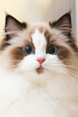 Cute ragdoll cat photographed in studio lighting, with deep blue eyes