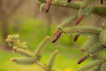 Fototapeta premium Detailed view of pine branches with small brown cones outdoors. Nature background. Wallpaper