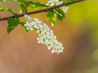 White flowers blooming bird cherry. Close-up of a Flowering Prunus padus Tree with White Little Blossoms