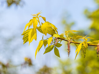Acer negundo, Box elder, boxelder, ash-leaved and maple ash, Manitoba, elf, ashleaf maple male inflorescences and flowers on branch outdoor.