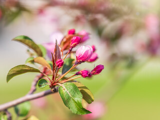 Fresh pink flowers of a blossoming apple tree with blured background