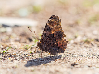 Peacock butterfly on the ground among the grass