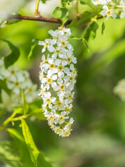 White flowers blooming bird cherry. Close-up of a Flowering Prunus padus Tree with White Little Blossoms