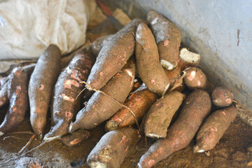 Processed cassava to be made into tape