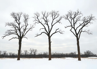 Fototapeta premium Stark Winter Landscape with Leafless Trees Against Gray Overcast Sky in a Snowy Setting