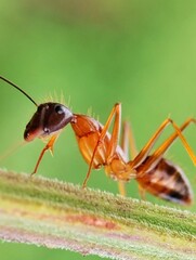 Red ants walking on leaves. Types of red ants. Ants close up on a blurred green background 
