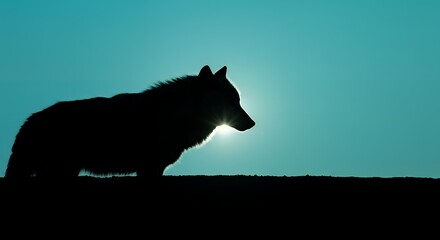 Fototapeta premium Wolf Silhouette Against Bright Sky Looking to Side