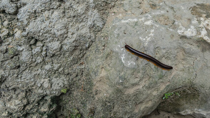 The millipede Julida  Pachyiulus  crawls over the stone. It has a long dark brown shiny body, many orange legs, and antennae on its head. Close-up. Top view. Philippines. 