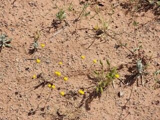  yellow flowers growing in a desert 
