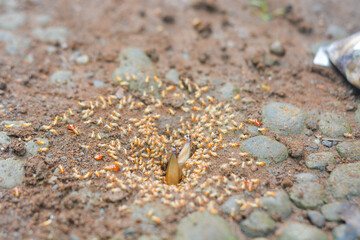 Small Worker Termites,Close-up of ants