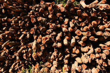 pile of wood log in the country home with sunlight, firewood for fuel