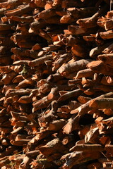 pile of wood log in the country home with sunlight, firewood for fuel
