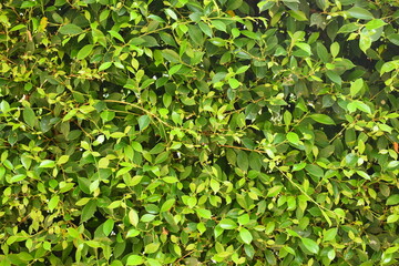 fresh green leaf tree background, natural wall decoration of home