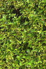 fresh green leaf tree background, natural wall decoration of home