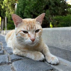 Fototapeta premium Portrait of a red cat close-up. The cat lies relaxing on the pavement.