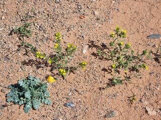 yellow flowers in the desert
