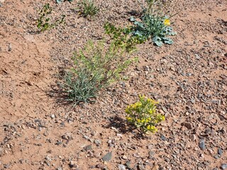 desert landscape with beautiful flowers