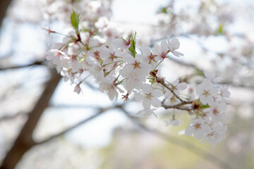 한국의 아름다운 벚꽃