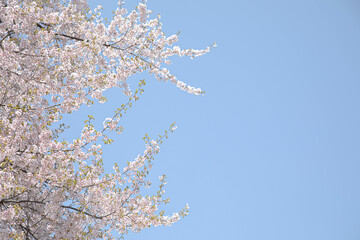 한국의 아름다운 벚꽃