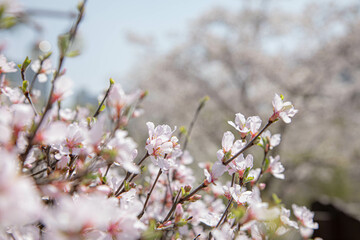 한국의 아름다운 벚꽃