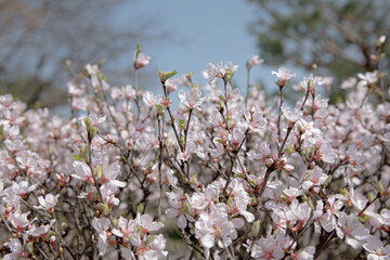 한국의 아름다운 벚꽃