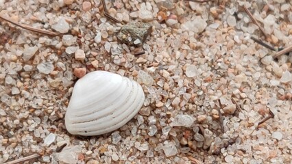 A close-up view of a white shell resting on sandy beach terrain, surrounded by small pebbles and grains, evoking a tranquil coastal atmosphere.